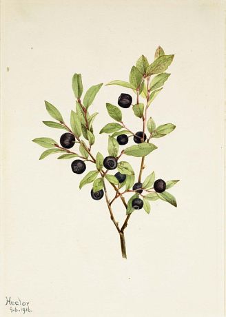 Big Whortleberry (Vaccinium membranaceum) by Mary Vaux Walcott / American Art 수채화 그림, Plant Drawing, A4 Poster, Artist Life, Botanical Drawings, Vintage Botanical, Vintage Artwork, Floral Illustrations, Botanical Illustration