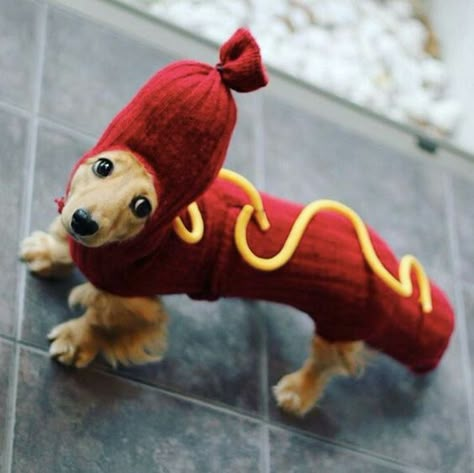 Weiner Dog Halloween Costumes, Dogs In Halloween Costumes, Dogs Crafts, Corgi Costume, Dachshund Costume, Dachshund Miniature, College Costumes, Dachshund Dogs, Dachshund Funny