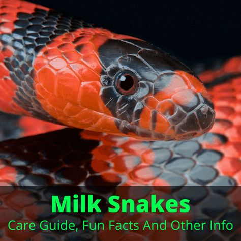 Dust Mite Spray, Snake Breeds, Snake Farm, Snake Care, Kinds Of Snakes, Snake Facts, Snake Enclosure, Danger Noodle, Milk Snake