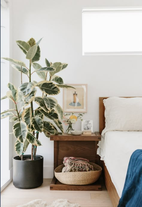 Ficus Elastica Variegated - Rubber Tree Ficus Elastica, Casa Vintage, Indoor Plant, My New Room, Home Decor Tips, Plant Decor, Green Thumb, Bedroom Inspirations, Home Decor Inspiration