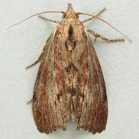 Best hearing. Lesser Wax moth (Achroia grisella), can hear at 300kHz while humans hear at 20kHz. Wax Moth, Moth, Insects, Wax, Google Search, Human, Animals