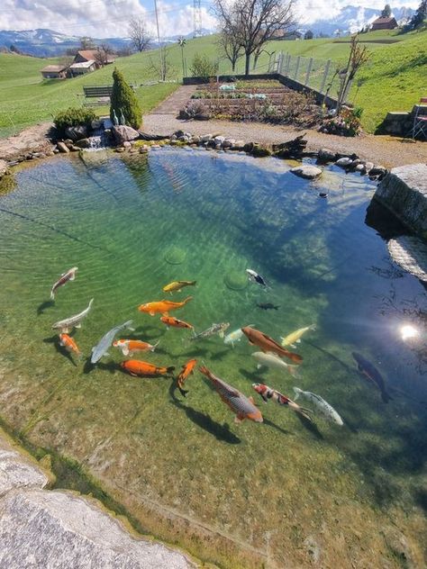 Pond Build, Fish Pool, Fish Pond Gardens, Garden Ponds, Backyard Layout, Waterfalls Backyard, Koi Fish Pond, Gardens Design, Water Collection