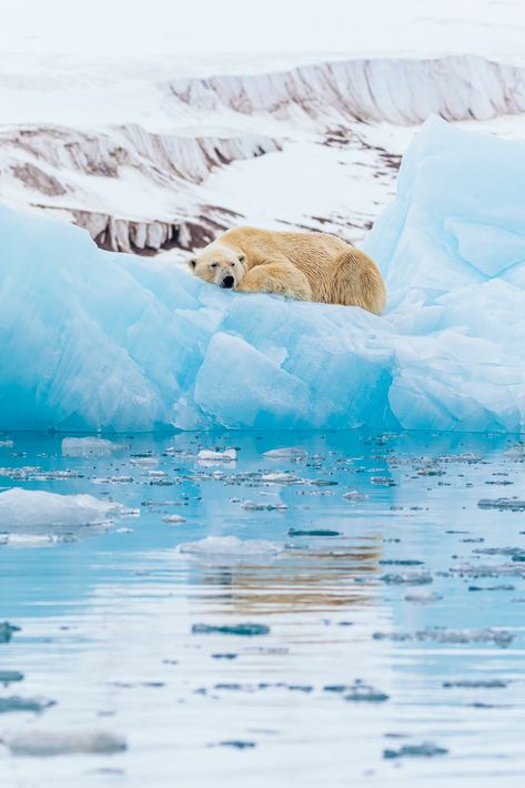 Is it one of your travel dreams to see polar bears swimming, standing, sleeping or hunting in their natural habitat? On our blog you will find an article about where to find polar bears. You're always welcome aboard one of our vessels to look for polar bears. Picture by Andrew Peacock. Animals In Their Natural Habitat, Polar Bears Aesthetic, Polar Bear Aesthetic, Polar Bear Photography, Polar Habitat, Polar Bear Habitat, Arctic Cruise, Thank Your Lucky Stars, Conservation Biology