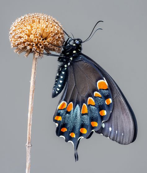 Spicebush Swallowtail, Nature Macro, Insect Photography, Cool Bugs, Wild Animals Pictures, Herbal Magic, Beautiful Bugs, Butterfly Kisses, Bugs And Insects