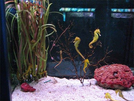 How to Set Up a Seahorse Aquarium - Marine Depot Blog Pet Seahorse, Saltwater Aquarium Beginner, Seahorse Aquarium, Seahorse Tank, Seahorse Artwork, Seahorse Drawing, Seahorse Painting, Amazing Aquariums, Seahorse Art