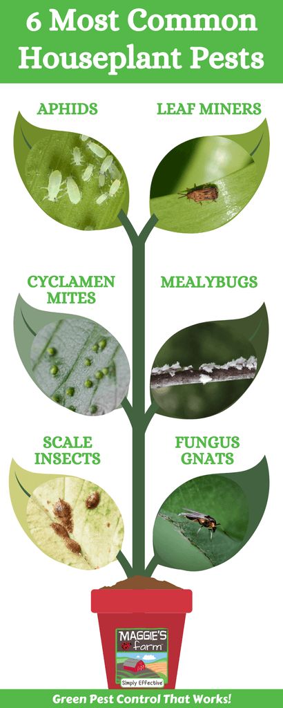 Houseplant Pests, Common House Plants, Green Bug, Chilli Plant, Pest Prevention, Types Of Insects, Best Pest Control, Healing Garden, Plant Pests