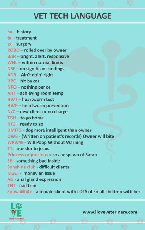 Vet Tech Language - abbreviations  infographic #VetTechLife Veterinarian School, Vet School Motivation, Vet Nursing, Vet Tech Humor, Veterinary Nursing, Veterinarians Medicine, Veterinarian Technician, Vet Tech School, Veterinary Tech