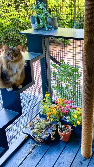 CatioGuy on Instagram: "Chip and Kimchi ❤️ their woodsy South Pasadena catio! 😻  #catio #catioguy #customcatio #catenclosure #catenrichment #catinspiration #catlife #catification #cathome #catplayground #cathouse" Catio Screened In Porch, Catio Plans From Window, Window Catio, Catio Plans, Catio Ideas, Cat Window Perch, Window Perch, Cat Playground, South Pasadena