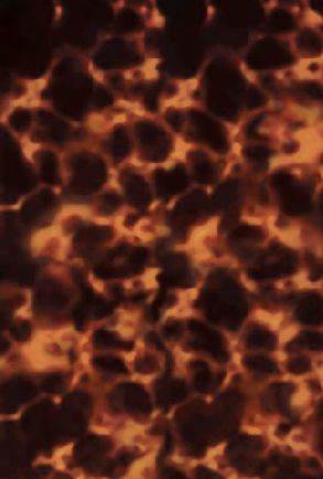 tortoise shell Tortoiseshell Aesthetic, Tortoise Wallpaper, Tortoise Shell Wallpaper Iphone, Tortoise Print, Tortoise Shell Tattoo, Tortoise Shell Background, Tortoiseshell Wallpaper, Tortoise Shell Print, Tortoise Shell Pattern