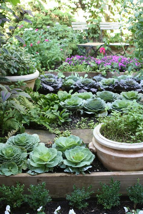 Ewa in the Garden: 24 beautiful photos of edible landscape ideas - hand picked! Plants In Pots, Kitchen Gardens, نباتات منزلية, Potager Garden, Grow Plants, Modern Garden Design, Edible Landscaping, Kitchen Door, Have Inspiration