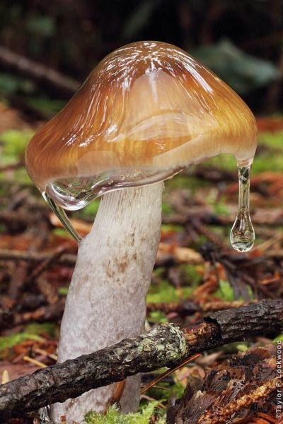 🪵🍄. Mushroom Plant, Mushroom Pictures, Slime Mould, Plant Fungus, Mushroom Fungi, Foto Art, Mushroom Art, Wild Mushrooms, Pretty Plants