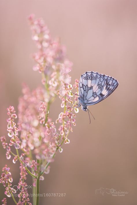 Beautiful Butterfly Photography, Butterfly Wallpaper Backgrounds, Butterfly Photos, Beautiful Bugs, Wallpaper Nature Flowers, Butterfly Pictures, Beautiful Nature Wallpaper, The Meadows, Butterfly Wallpaper