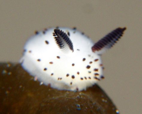 Sea Bunny, Sea Slug, Slug, An Animal, Black And White, Water, Green, White, Black