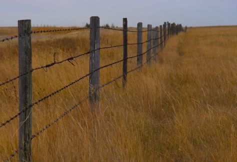 Barb wire fences Barb Wire Fence, Wild Flowers Painting, Wire Fences, Barbed Wire Fence, Old Gates, Barbed Wire Fencing, Country Fences, Rustic Fence, Barb Wire