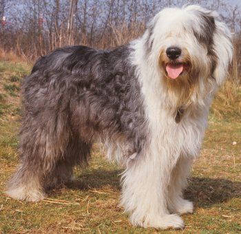 Olde English Sheepdog Sheepdog Breeds, English Sheepdog Puppy, Old English Sheepdog Puppy, Sheep Dog Puppy, Old English Sheep Dog, English Sheep Dog, Cat Meeting, Sheep Dogs, Sheep Dog