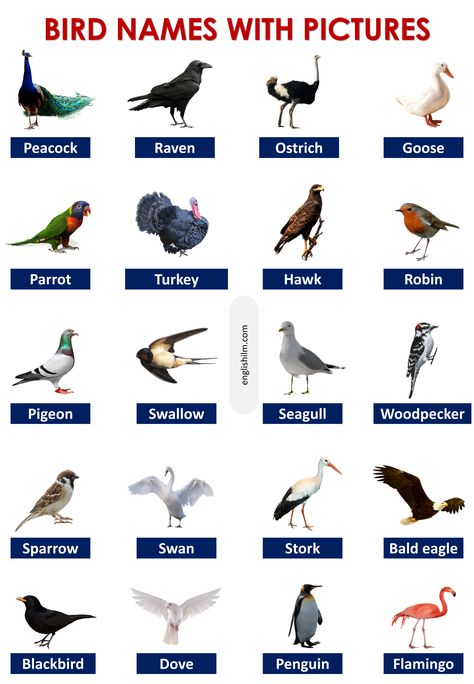 Birds Name List, General Knowledge For Kids, Types Of Ducks, Types Of Penguins, Names Of Birds, Great Auk, Animals Name In English, List Of Birds, Common Birds