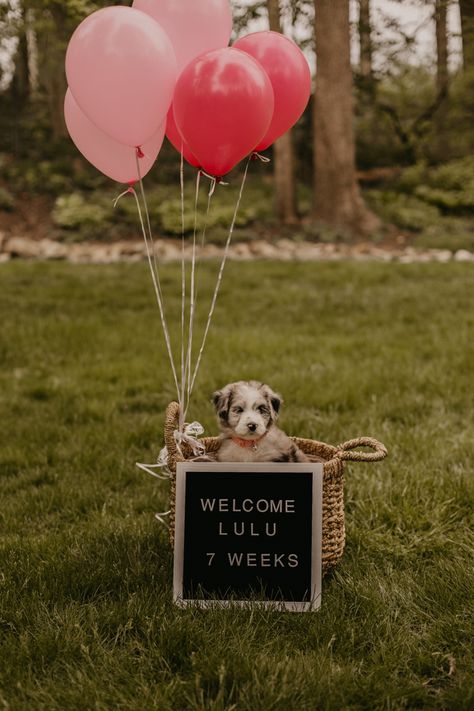 Puppy Gender Reveal, Puppy Gender Reveal Photoshoot, Dog Announcement Adoption, Puppy Reveal Ideas, New Puppy Photoshoot, Pet Announcement, Dog Birthday Pictures, Family Pet Photography, Puppy Announcement