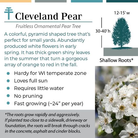 The Cleveland Pear tree, scientifically known as Pyrus calleryana 'Cleveland Select,' was first discovered as a chance seedling growing in Cleveland, Ohio, in the 1950s. Cleveland Pear Tree, Ornamental Pear Tree, Pear Trees, Small Yard, Early Spring, Landscaping Plants, Cleveland, Pear, White Flowers