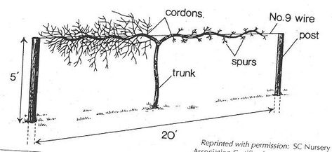 Training and Pruning Grapes | University of Maryland Extension Grape Vine Pruning, Muscadine Vine, Grape Vine Trellis, Grow Grapes, Grape Arbor, Grape Trellis, Grape Plant, Vine Trellis, Veggie Gardens