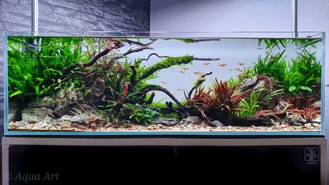 100 Gallon Aquarium, Aquarium Garden, Fish Tank Terrarium, Cool Fish Tanks, Aquascape Design, Nano Aquarium, Aquarium Landscape, Nature Aquarium, Aquascape Aquarium