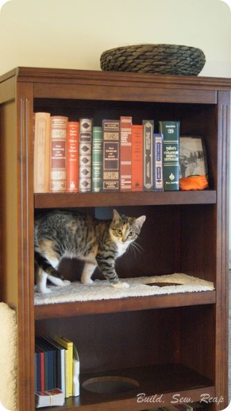 I would put Marcy's spot on the very top as she does not like to be "trapped". Will have to find a shelf that is deep enough to fit her and put some sort of steps next to the shelf to encourage climbing.  bookcase cat climber, organizing, pets animals Book Shelf Cat Tower, Train A Cat, Diy Cat Tower, Cat Climber, Cat Bedroom, Two Kittens, Tree Bookshelf, Book Furniture, Warrior Cats Books