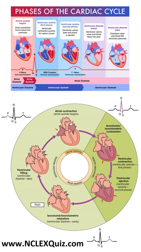 PQRST Nclex Cheat Sheets, Cardiac Cycle, Basic Anatomy And Physiology, Nurse Study Notes, Biology Facts, Medical Student Study, Cardiac Nursing, Nursing School Survival, Nursing School Studying