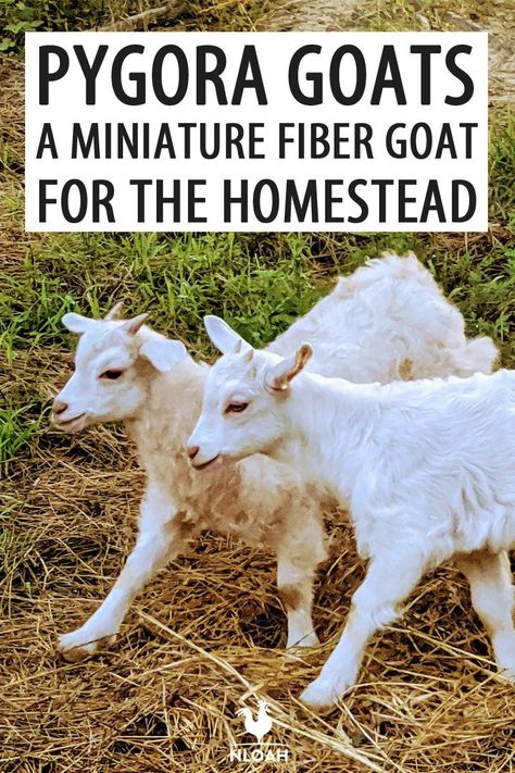 Pygora goats are amazing for their wool, but also for their meat. Find out why this amazing mini-goat breed is perfect for you. Miniature Nubian Goats, Mini Nubian Goats, Mohair Goat, Pygora Goats, Fiber Farm, Goats For Sale, Miniature Goats, Goat Health, Mini Goats