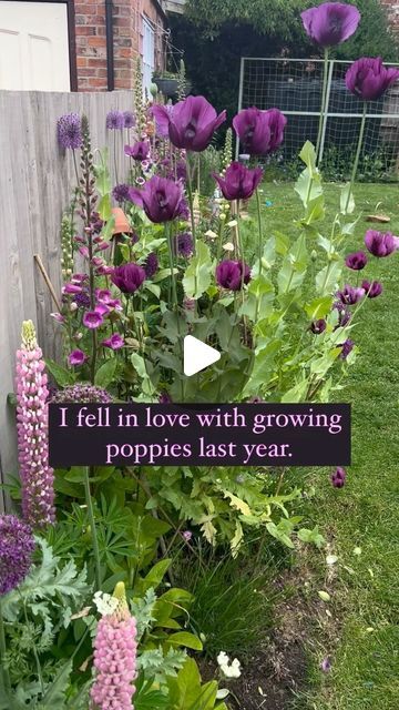 🌸GINA’S FLOWER GARDEN 🌸 on Instagram: "Wildflowers/ poppies were the first flowers I ever grew. Sprinkling the seeds and creating my own little meadow was the very start of my gardening journey- and something my little girl and I did together. I remember looking out of the window with her to see what flowers had popped up!   This is my 3rd year of growing annual poppies now (I have added some orientials too which is super exciting). Unfortunately my Autumn sprinkled ones got trampled (thanks Poppy 🐶)- but that doesn’t matter as Spring is still the perfect time to start. I’ll start my scatter party at the end of this Month, then sprinkle them around the garden every 2 weeks until May! Any gaps I have in the border will be filled with seeds.    I’m by no means an expert but here’s some th Poppy Garden Ideas, Poppies Garden, Growing Poppies, Poppy Lane, Flower Growing, Poppy Garden, House Landscaping, Garden Care, House Landscape