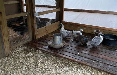 DIY Waterer Solutions for Keeping Your Pen Clean & Dry - Goose, Duck, Chicken, Game Bird Hatchery | Metzer Farms, California Duck Roosting Boxes, How To Keep Duck Coop Clean, Winter Duck Waterer, No Mess Duck Feeder, No Mess Duck Waterer, Mess Free Duck Pen, Call Duck Pen, Diy Duck Waterer, Diy Duck Enclosure Ideas