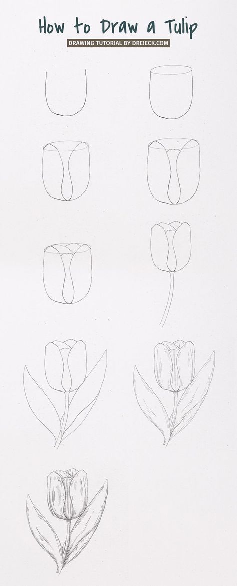 Do you want to draw a beautiful tulip? Today I will show you how to draw a tulip flower following some easy steps. All you need is a blank paper sheet, a pencil and an eraser on hand. Tulips have many varieties and today we are going to draw a single early tulip. You can use this step-by-step tutorial to create many more different tulips by slightly changing the base shape and the form of the leaves. Basic Flowers Drawing, Sketches Beginner Step By Step, Vase With Tulips Drawing, How To Draw Tulip Flower, Tulips Drawing Tutorial, Tulip Leaves Drawing, Easy Drawings For Beginners Flowers, Tulips Art Painting, Drawing Tulips Step By Step