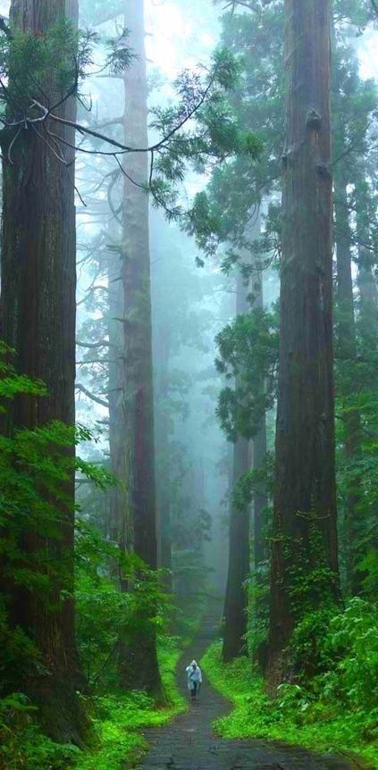 GIANT FOREST....a unique 1,880 acre forest of giant sequoia trees (the largest trees in world)...home to five of the ten largest trees on earth....located within Sequoia National Park in the western Sierra Nevada of California California Trees, Redwoods California, Sequoia National Park California, Giant Sequoia, Kings Canyon National Park, National Park California, Image Nature, Kings Canyon, The Giants