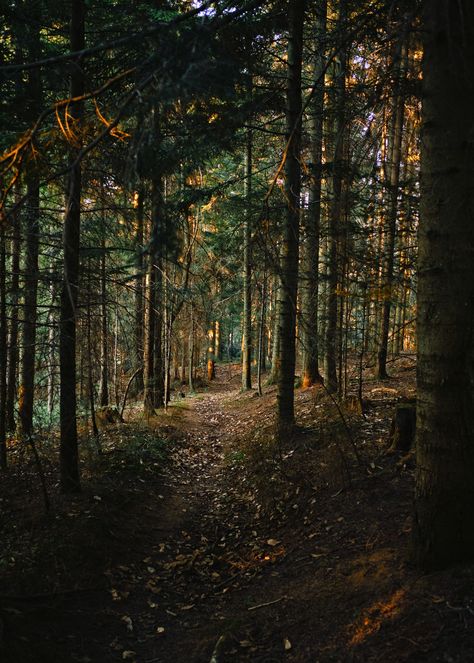 Nature Wallpapers Hd, Forest Wallpaper Iphone, Woodland Wallpaper, Iphone11 Pro, Sunset Images, Iphone Wallpaper Fall, Nature Wallpapers, Forest Path, Tree Images