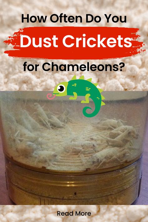 This article explores the importance of dusting crickets for chameleons, the frequency of dusting, and the benefits it provides for your pet’s health and well-being. Chameleon Terrarium, Health