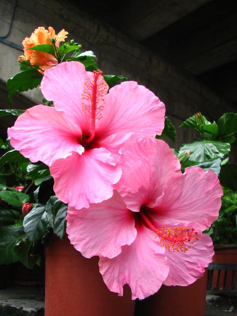 Chembarathi Images, Hubiskis Flower, Hibiscus Flower Photography, Hibiscus Flower Aesthetic, Hibiscus Plant, Flower Therapy, Beautiful Flowers Pictures, Hibiscus Flower, Exotic Flowers