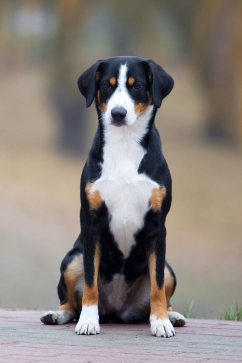 Appenzeller Dog, Great Swiss Mountain Dog, Service Dogs Breeds, Entlebucher Mountain Dog, Miniature American Shepherd, Every Dog Breed, All Breeds Of Dogs, Greater Swiss Mountain Dog, Cute Dogs Images