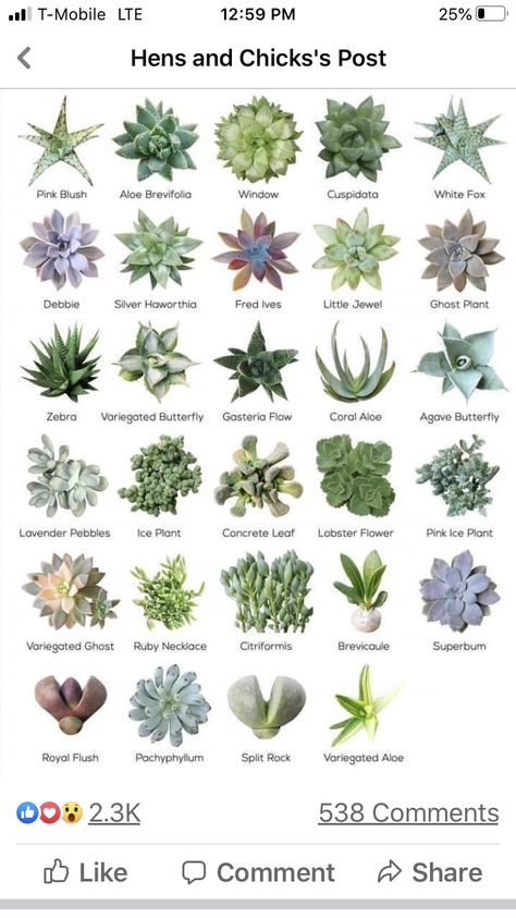 Indoor Plant Species, Identifying Succulents, Succulents Care, Suculent Plants, Succulent Names, Types Of Succulents Plants, Kaktus Dan Sukulen, Garden Succulents, Plant Landscape