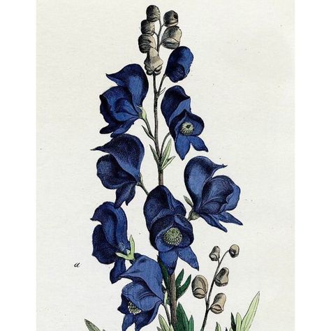 Monkshood Flower Drawing, Wolfsbane Flower Drawing, Wolfsbane Illustration, Aconite Flower Drawing, Aconite Tattoo, Wolfsbane Drawing, Wolfsbane Flower, Aconitum Napellus, Scientific Illustration