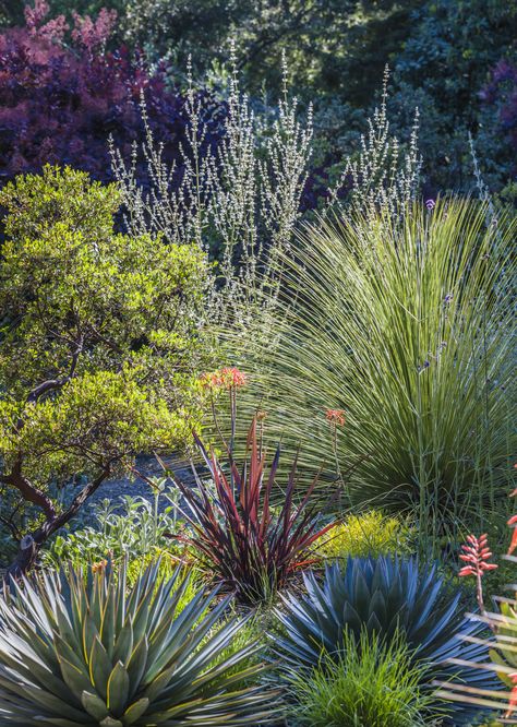 Low Water Garden, Xeriscape Garden, Xeriscape Plants, Xeriscape Landscaping, Water Wise Landscaping, Low Water Gardening, Drought Tolerant Landscape, Dry Creek, Drought Tolerant Plants