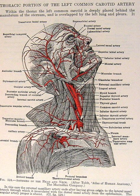 Human Anatomy Illustration, Vintage Medical Art, Anatomy Book, Anatomy Illustration, Human Body Organs, Vintage Anatomy, Carotid Artery, Massage Therapy Techniques, Medical School Motivation