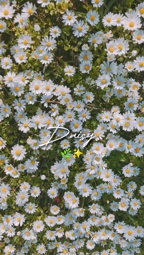 Iphone Background Vintage, Wallpaper Daisy, Fav Flower, Daisy Wallpaper, Screen Savers Wallpapers, Simple Iphone Wallpaper, Flower Iphone Wallpaper, Flower Background Wallpaper, Aesthetic Desktop Wallpaper