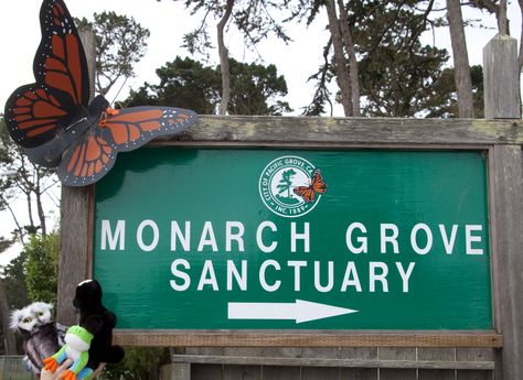 monarch grove sanctuary - Google Search Monarch Butterfly Migration, Pacific Grove California, Butterfly Migration, California Nature, Southwest Region, Monterey Peninsula, Butterfly Tree, Monterey Bay Aquarium, Overwintering