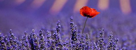 Red Poppy in lavender field~ Facebook cover photo Lavenders Blue Dilly Dilly, Lavender Farm, Lovely Lavender, Red Poppy, All Things Purple, Lavender Blue, Lavender Fields, Lavender Flowers, Poppy Flower