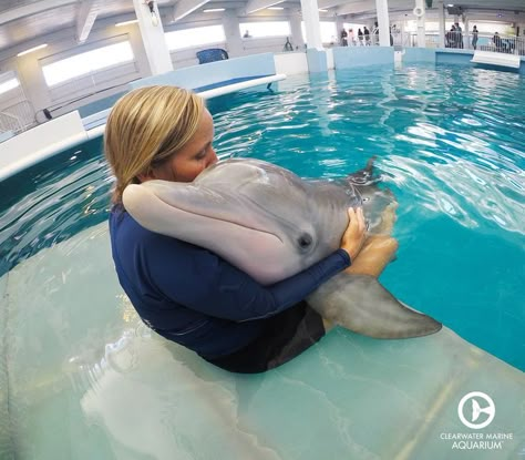 Dolphin Tale Aesthetic, Aesthetic Marine Biologist, Marine Biology Jobs, Winter Dolphin, Biology Jobs, Dolphin Quotes, Dolphin Trainer, Biology Aesthetic, Oceanography Marine Biology