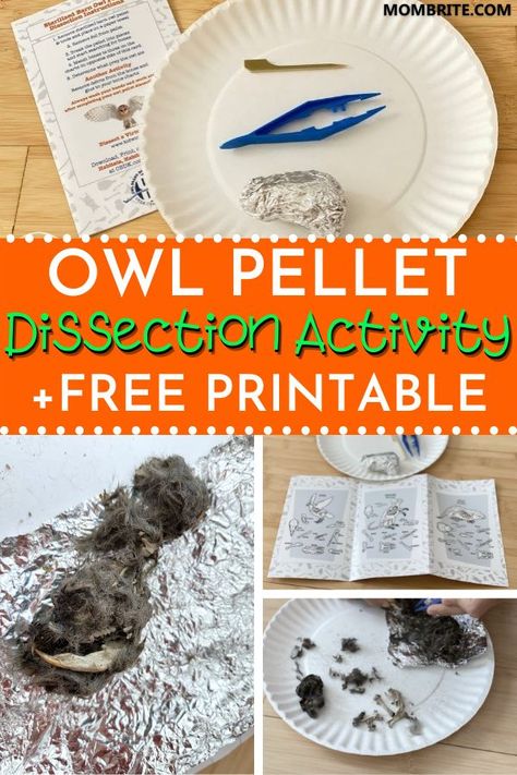 Owl Pellet Dissection Worksheet, Owl Pellets Activities, Owl Pellets Printable, Dissecting Owl Pellets, Owls Kindergarten Activities, Owl Pellet Activities For Kids, Owl Pellet Bone Sorting Chart, Owl Pellet Dissection, Owl Activity For Kids