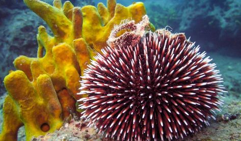 Sea Urchin Facts: Animals of the Oceans - WorldAtlas.com Sea Urchins, Reef Aquarium, Water Life, Glass Fish, Sea Urchin, Marine Animals, Red Sea, Animal Wallpaper, Funny Animal Pictures