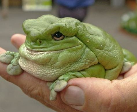 This picture always makes me happy. This is a Whites Tree Frog, I had one many years ago called Squashy, I used to buy him giant cockroaches and he used to eat them like hamburgers, with both hands! Every time it rained I took him outside and he used to bathe in my hands, rubbing himself all over, it was pretty joyous. Mine came from a captive bred family, I researched it carefully, and I've gotta say, he was a wonderful little pal, very funny with an enthusiasm for eating I have never seen i... Dumpy Tree Frog, Frosch Illustration, Whites Tree Frog, Amazing Frog, Funny Frogs, Frog And Toad, Tree Frogs, Reptiles And Amphibians, Cute Frogs