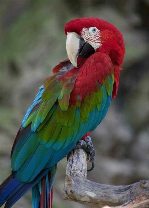 Red and Green Macaw Greenwing Macaw, Green Wing Macaw, Green Macaw, Blue Macaw, Green Wing, Macaw Parrot, Parrot Bird, Tropical Birds, Exotic Birds