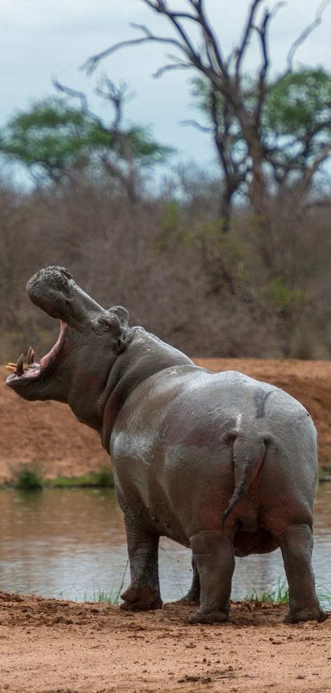 Hippo Aesthetic, Hippo Wallpaper, Kuda Nil, Africa Animals, Watering Hole, Rhinos, Endangered Animals, African Wildlife, Hippopotamus