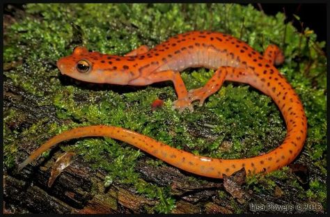 Cave salamander Cave Salamander, Red Salamander, Animal Tips, Salamanders, Animal Reference, Esoteric Art, Animal References, Reptiles And Amphibians, Lizards