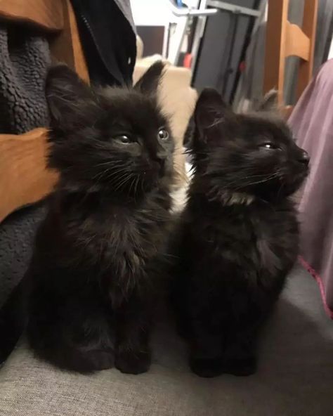 Black Kittens, Credit Note, Two Cuties, Kitten Lover, Warm Fuzzies, Kitten Pictures, Black Kitten, Secret Obsession, Beautiful Cat